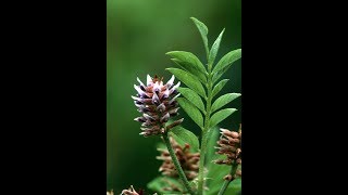 Liquorice Licorice Glycyrrhiza  Liver Antiinflammatory Spasms Laxative Antidepressant Ulcers [upl. by Onig]