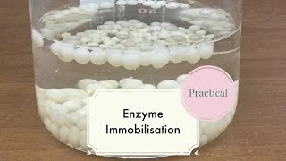 Enzyme ImmobilisationLeaving Cert Biology [upl. by Adni]