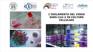 Lisolamento del virus SARSCov2 in colture cellulari [upl. by Valer]