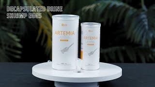 Decapsulated Brine Shrimp Eggs [upl. by Metts]