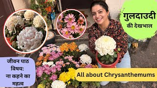 Chrysanthemum Care  गुलदाउदी के बारे में सब कुछ  जीवन का सबक ना कहने का महत्व getmyharvest [upl. by Lilac]