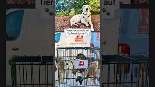 Tierschutzhunde auf RudelSuche 🐾 tierschutz dogrescue dogrescueshelter [upl. by Lea]