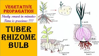 Vegetative propagation  Tuber  Rhizome  Bulb [upl. by Tarsus]