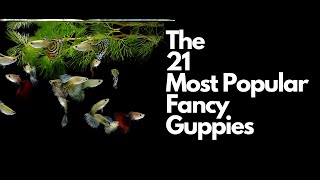 The 21 Most Popular Types of Guppy Fish 🐠 [upl. by Nyvets]