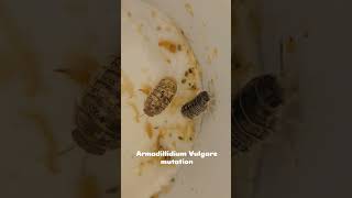 Armadillidium Vulgare mutation [upl. by Shela]