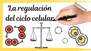 La REGULACIÓN del Ciclo Celular [upl. by Ecilayram]