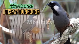 Reaksi Poksay Hongkong anda akan lain cerita [upl. by Anoerb543]