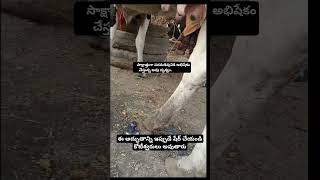 brahmamgarikalagnanam brahmamgarimatam brahmamgaru viralreels viral viralvideos morning god [upl. by Alexandr]