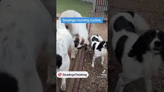 Seadogs Training  morning routine [upl. by Wilfreda984]