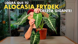 💣 Todos los secretos para tener una Alocasia Frydek GIGANTE 🌱 [upl. by Penrose]