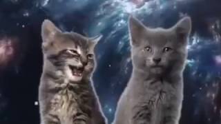 Gatos cantando en el Universo [upl. by Ahslek]