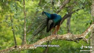 Evolution of Courtship Displays in Birds [upl. by Netsud]