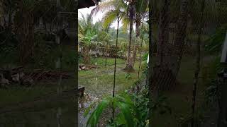 mamey sapotemangga Yuwen November rain🌨️🌨️👍🌱🌿🌴🌏🇮🇩 [upl. by Iolenta197]