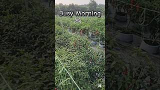 Busy Morning Pluck the chili farming gardening chili fertigasicili [upl. by Katharina]