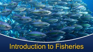 Marine Biology at Home 9 Introduction to Fisheries [upl. by Yemarej]