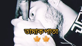 tamak pata তামাক পাতা 🍁🍁 2024 [upl. by Venice]