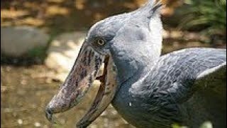 shoebill bird at exmoor zoo [upl. by Fital303]