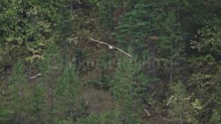 Stock Video  Osprey flying in slow motion through the Idaho wilderness [upl. by Anailil]