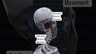 Suboccipital Muscles Movement In Skull [upl. by Zenitram149]