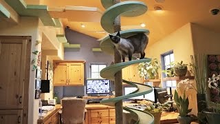 Man Turns His House Into Indoor Cat Playland and Our Hearts Explode [upl. by Edda]