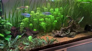 Limnophila sessiloflora  Aquariumpflanzen 5 [upl. by Anoed]