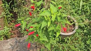 Malvaviscus arboreus in Mapusa [upl. by Rexford]