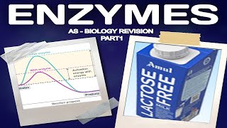 Enzymes QampA Part 1  AS Biology Revision Made Easy [upl. by Apollo]