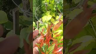 TOP 2  YEAR ROUND COLOUR NONFLOWERING PLANTS The Syzygium Campanulatum blooming plants garden [upl. by Ettenaj]