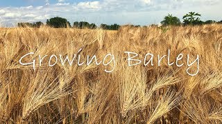 Growing Barley [upl. by Deys]