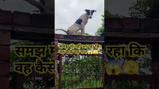 Daredevil dog  doglover dog funny shortsfeed ytshorts viral DynamicHimachalTheParadise [upl. by Gardal]