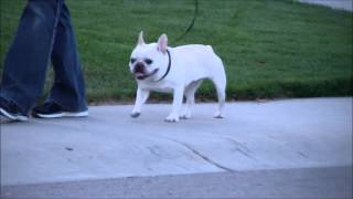 Hip dysplasia in french bulldog [upl. by Gauldin]