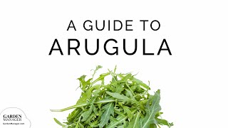 Growing Arugula [upl. by Primavera575]