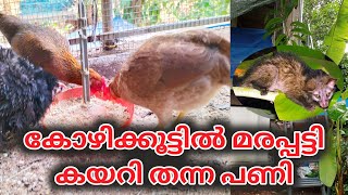 മരപ്പട്ടി കോഴികളെ കൊന്നു  Marapatti Salyam  Kozhi Valarthal latest [upl. by Eizeerb]