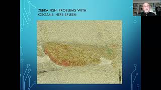 Fish disease case nr 235 Brachydanio rerio or Zebra fish with parasitic infections [upl. by Bern]