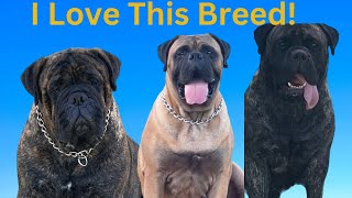 BullMastiffs Bullmastiffs BullMastiffs [upl. by Komarek326]