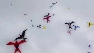 Swallows at Otterspool Bird kites [upl. by Garnette]