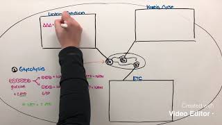 Aerobic Cell Respiration [upl. by Scever]