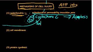 10  Cellular mechanisms of cell injury  ATP Damage to Mitochondria Influx of Calcium [upl. by Navinod]