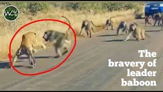 Baboon  Leopard fight in Kruger Park  Leader Baboon attacks to Leopard  Wild World TV [upl. by Natan]