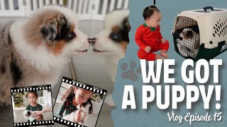 Vlog Episode 15  We Got A Puppy [upl. by Stoughton]