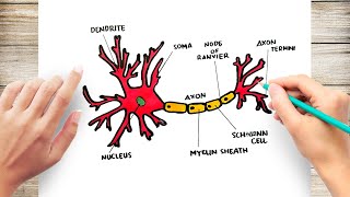 How To Draw Structure of A Neuron [upl. by Maximilianus]