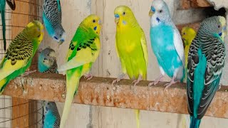 6 Hours of Budgies Singing Playing and Talking  Play For Your Budgie [upl. by Evy]