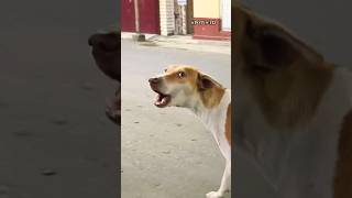 Dog barking 1 cutenessoverloadshibaworld1mviral [upl. by Raymund]