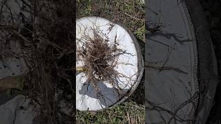 Big root system mean a health plant shorts gardeningtips [upl. by Berkow]