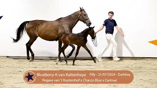 7 BlueBerry K van Kattenheye [upl. by Enilra]