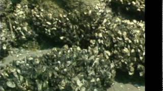 The Amazing Oyster  Oyster Reefs [upl. by Hsirehc324]