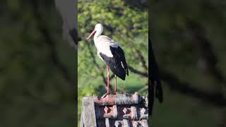 Ein Storch in Aitrang [upl. by Cheney]