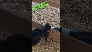 Livestock Guardian Dog Finally Gets To Meet His Puppies puppies dog puppy [upl. by Jannery457]