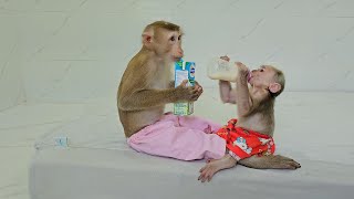 Precious Sibling Lory amp Jack Cuteness Wit Mom Well Treat Daily Milk Routine [upl. by Savannah]