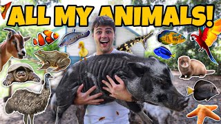 ALL My ANIMALS on My PROPERTY in ONE Video update [upl. by Candyce]